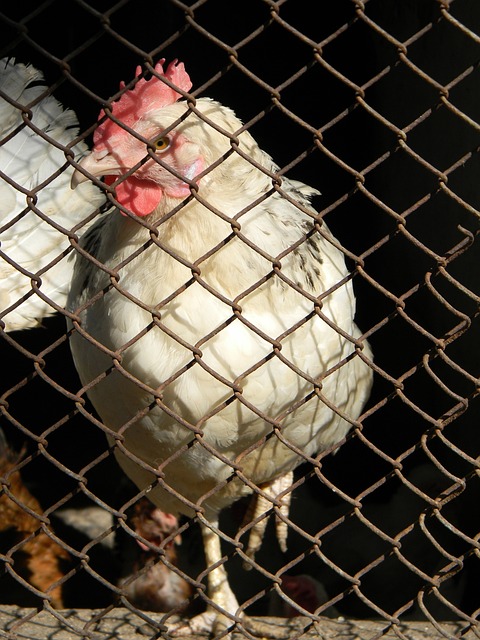 奇才队通过 奇才队通过