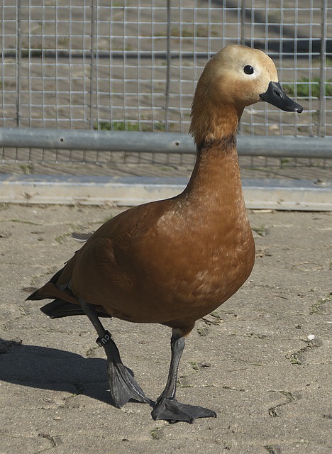 并在职业生